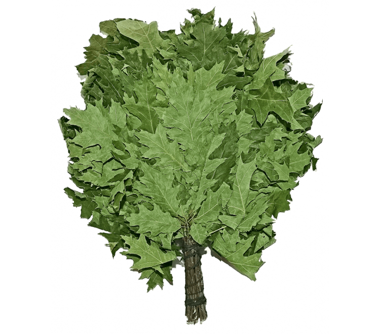 Broom for a bath the Canadian oak